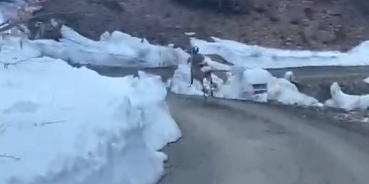 Düzce Ormanlarında Karaca Görüntülendi