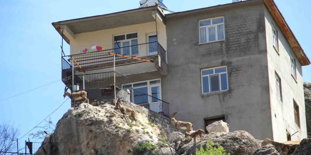 İlk Defa Görenler Heykel Sandı: Yaban Keçileri İlçeyi Mesken Tuttu