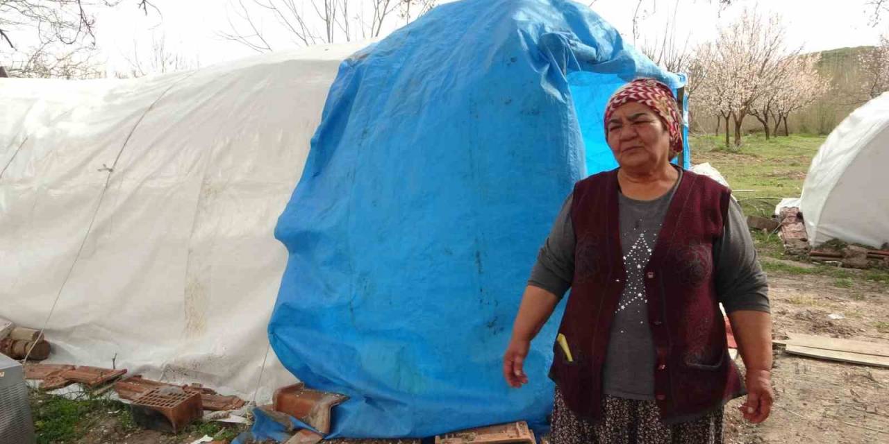 Depremde Evi Yıkılan Zehra Teyzenin Umudu ‘kayısı’