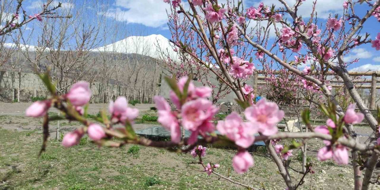 Türkiye’nin Çatısı Olarak Nitelendirilen Ağrı Dağı Eteklerinde Meyve Bahçesi İle Turistleri Bekliyor