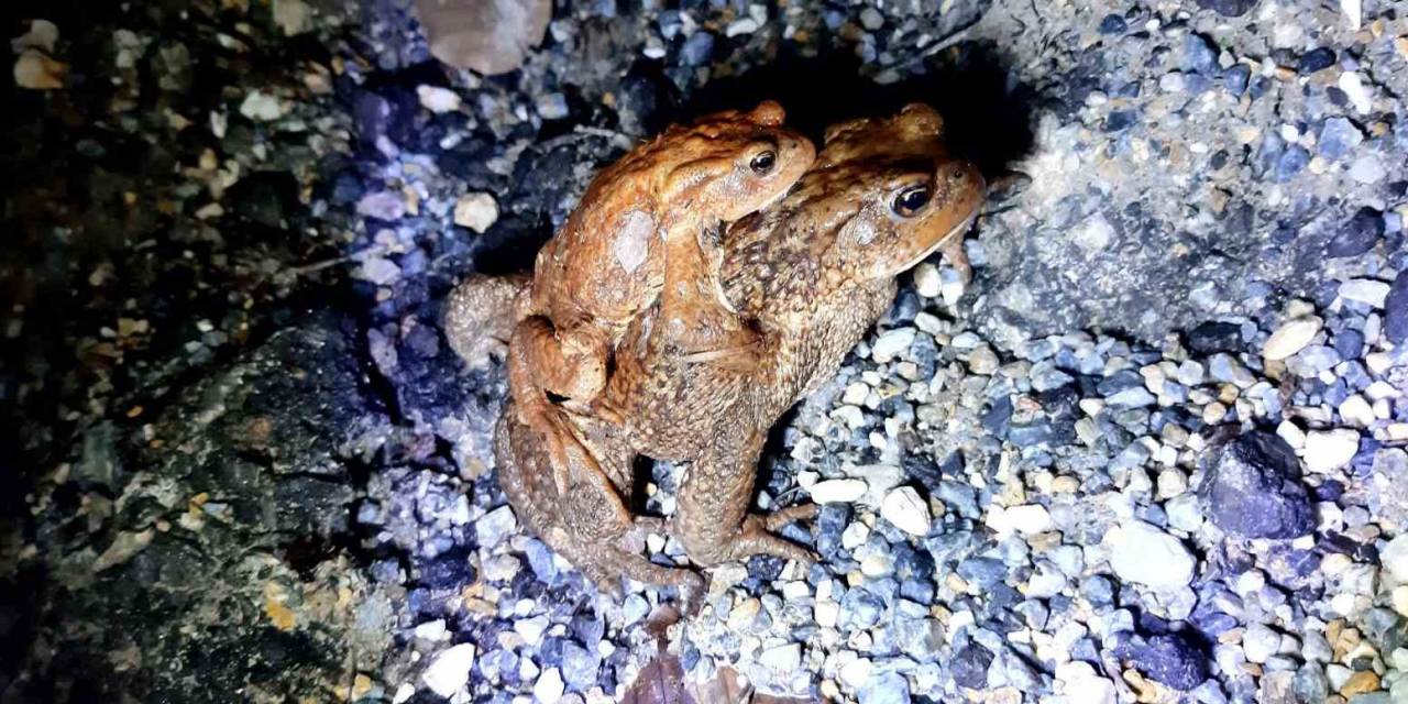 Sırtında Yavrusuyla Göle Gitti