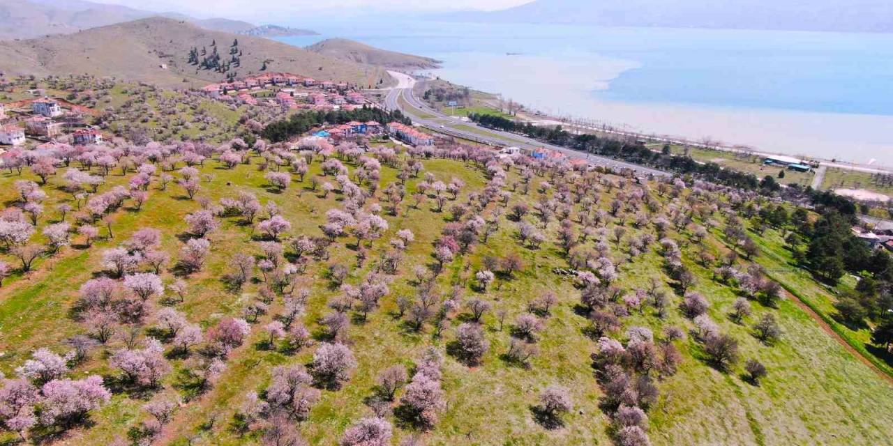 Hazar Gölü Kıyısında Badem Ağaçları Çiçek Açtı, Eşsiz Manzara Havadan Görüntülendi