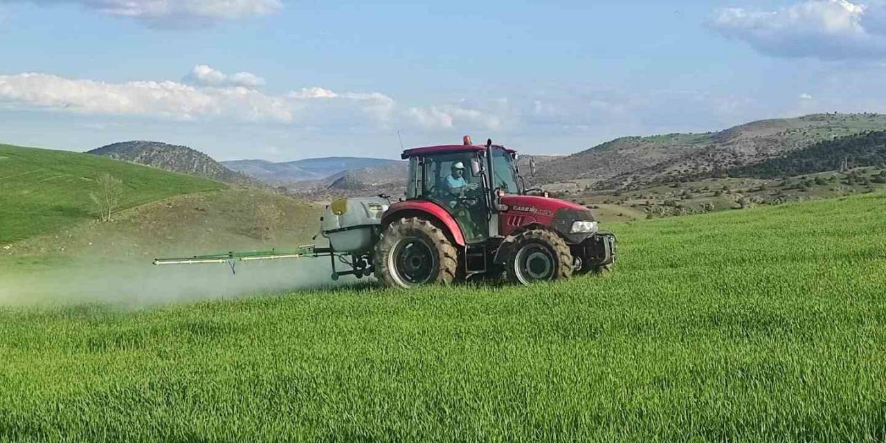 Yabani Otlara Karşı Ekinler İlaçlanıyor