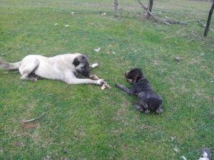 Samsun’da 6 Cins Köpek Zehirlendi