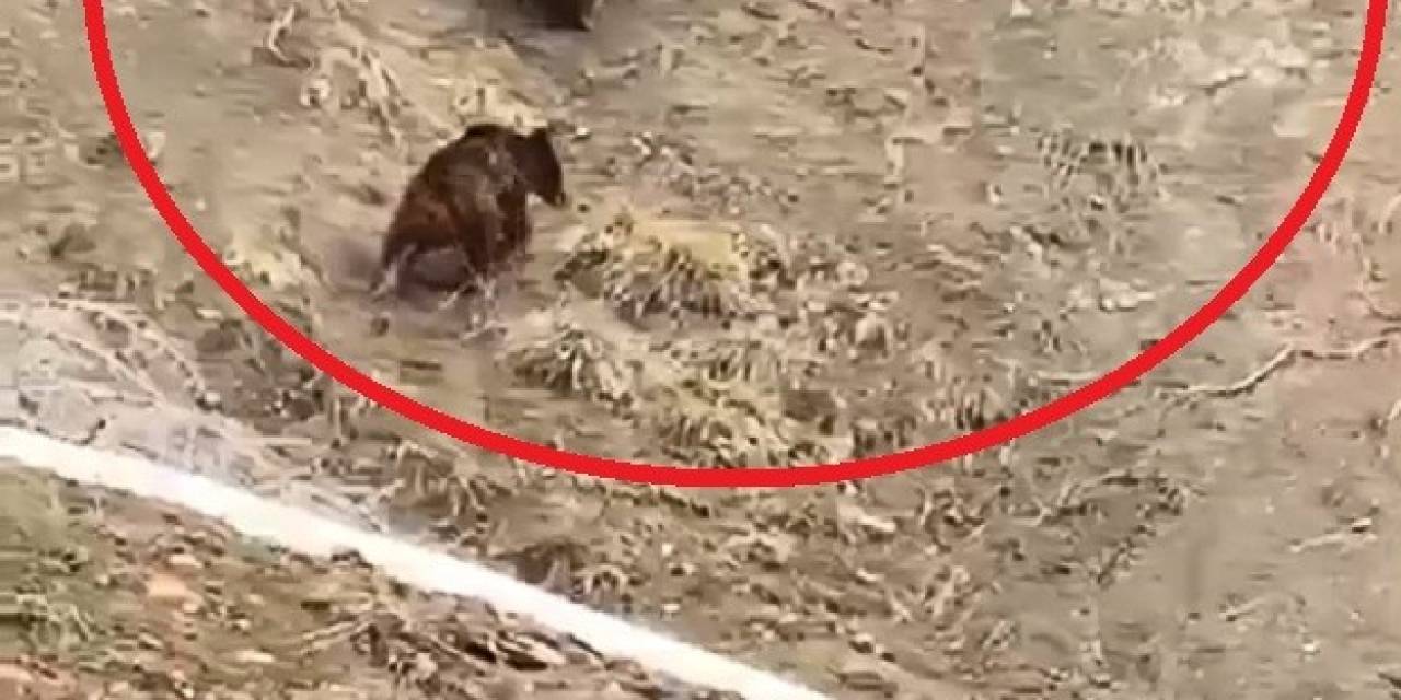 Yol Kenarına İnen Ayılar Kamerada