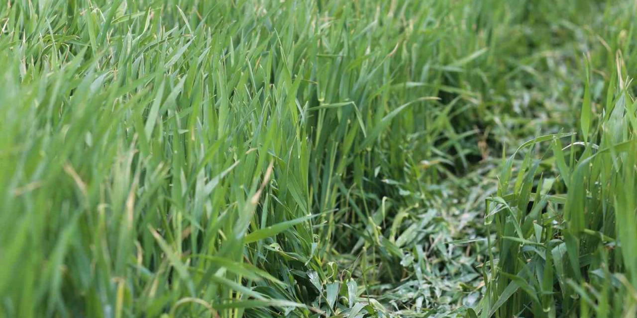 Konya Ovası’nda Rekolte İçin Gözler Mayıs Yağışlarında