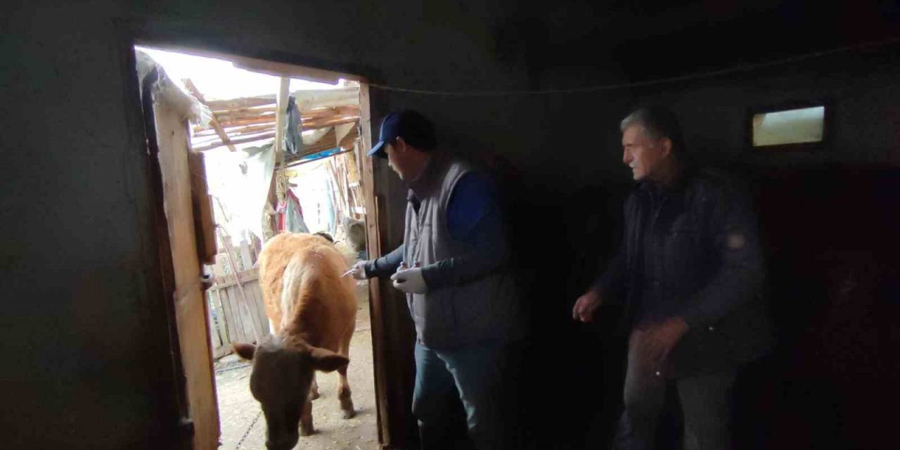 Bartın’da Şap Hastalığının Aşılamasında Sona Gelindi