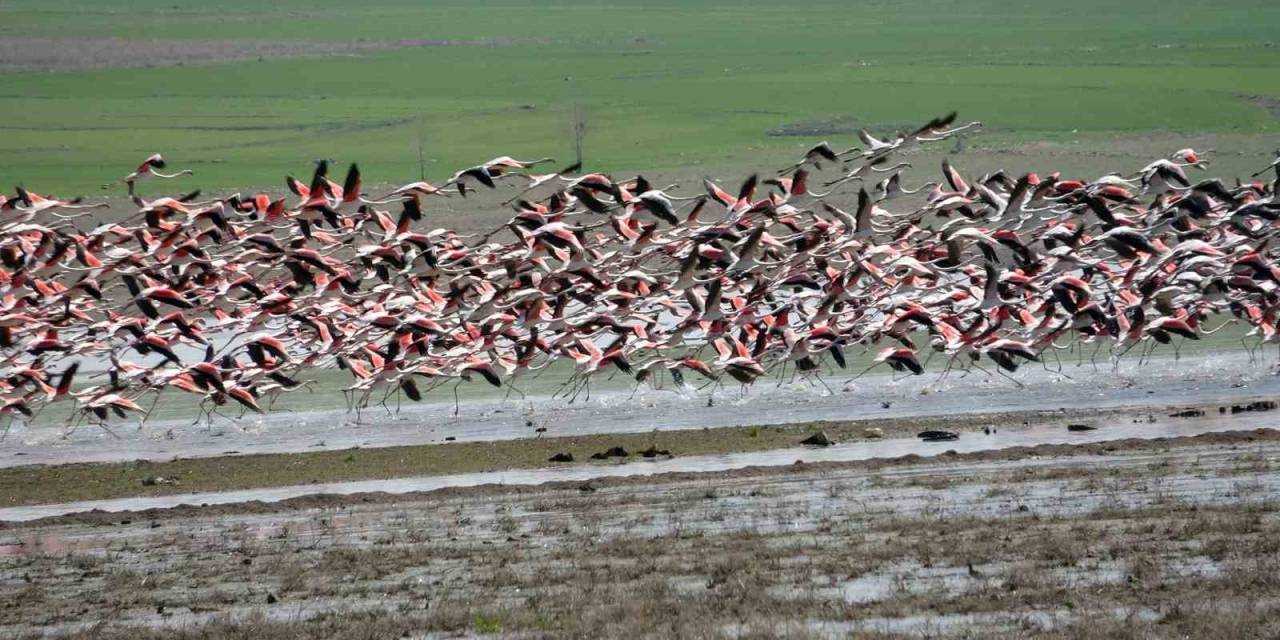 Yozgat’a Misafir Kuşların Göç Yolculuğu Başladı