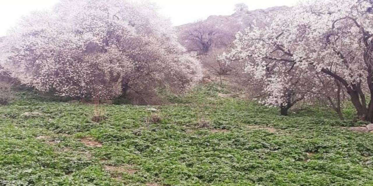 Akdamar Adası’nda Badem Ağaçları Çiçek Açtı