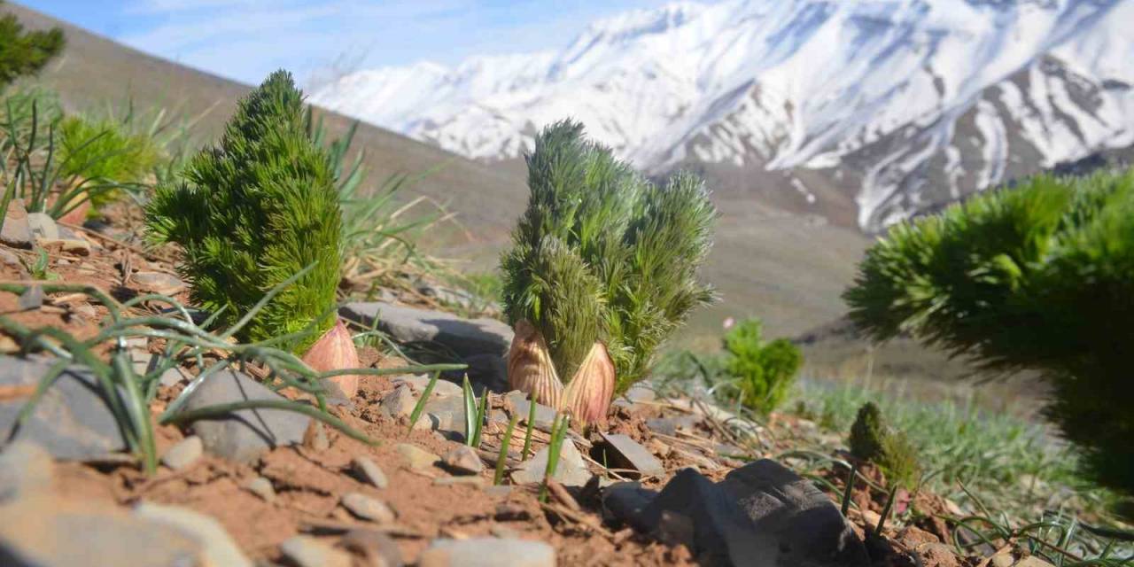Şırnaklıların Heliz Otu Mesaisi Başladı: Yazın Toplanıyor Kışın Hayvanlara Yem Olarak Veriliyor