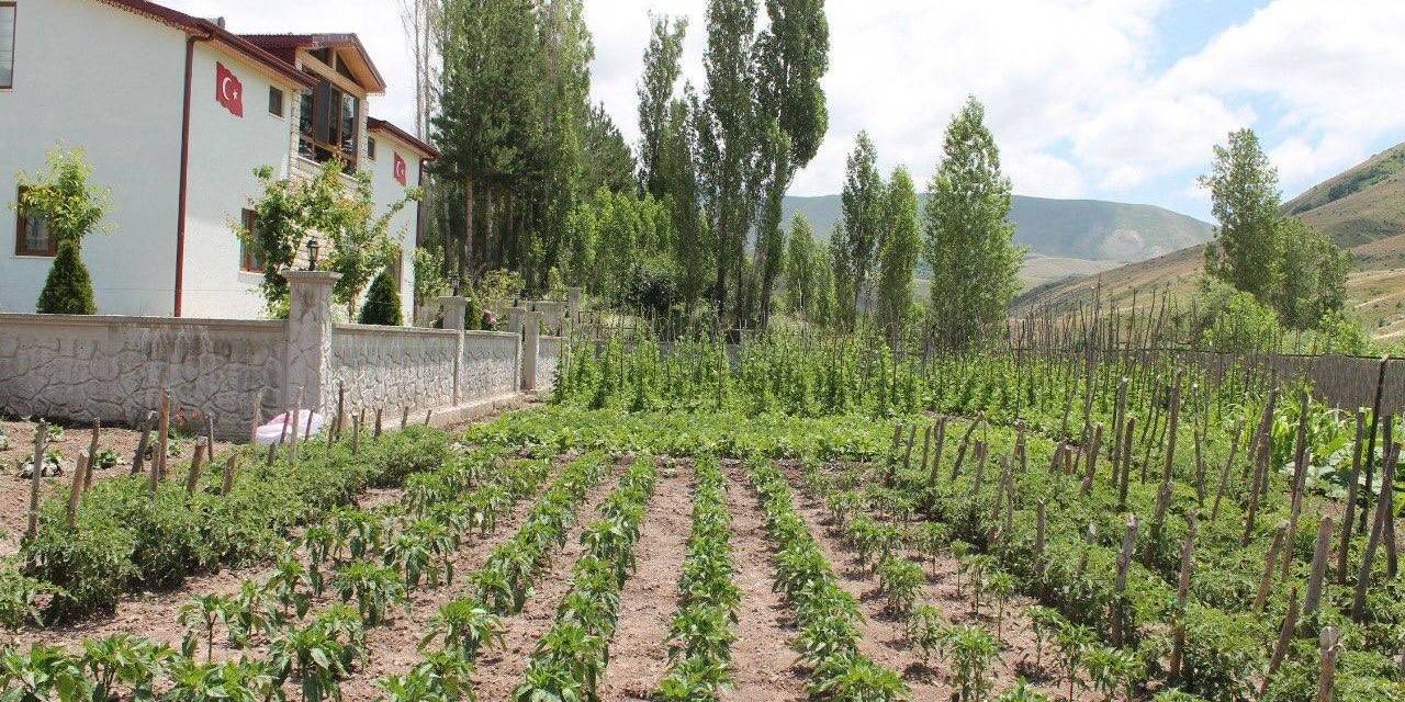 Gurbetçi Vatandaş Ata Topraklarına 500 Adet Meyve Ağacı Dikti