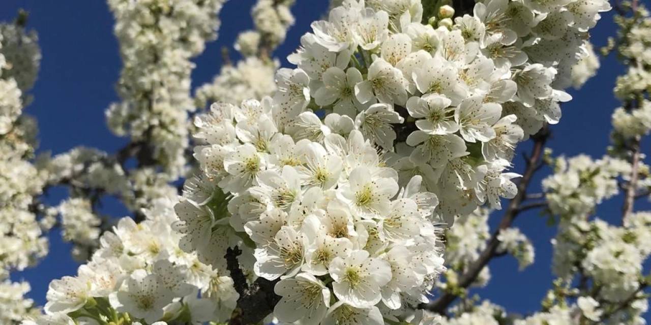 Beyaz Kirazın Başkenti Ereğli’de Kiraz Bahçeleri Gelinliğini Giydi