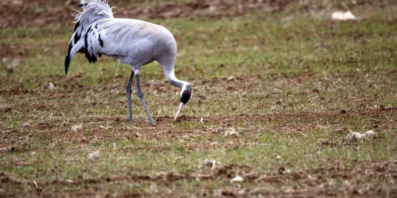 Birçok Türküye Konu Olmuştu, Sivas’ta Görüntülendi