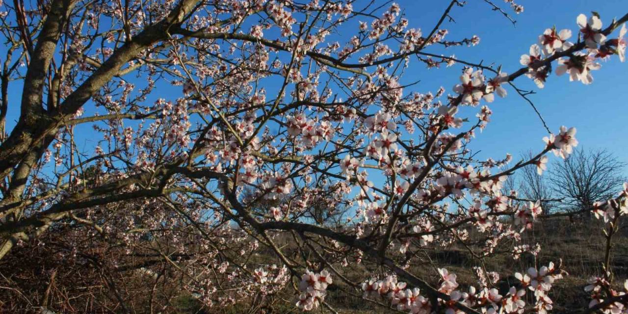 Erken Çiçek Açan Meyve Ağaçları Son Yağışlarla Üreticiyi Sevindirdi
