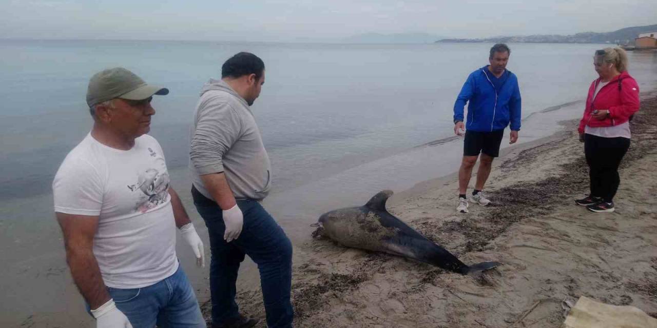 Kuşadası Sahilinde Bir Yunus Ölü Olarak Bulundu