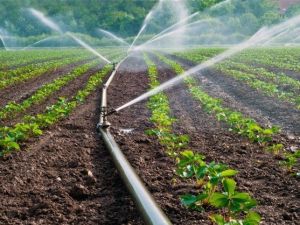 Tarım Sektöründe Şoke Eden Su İsrafı