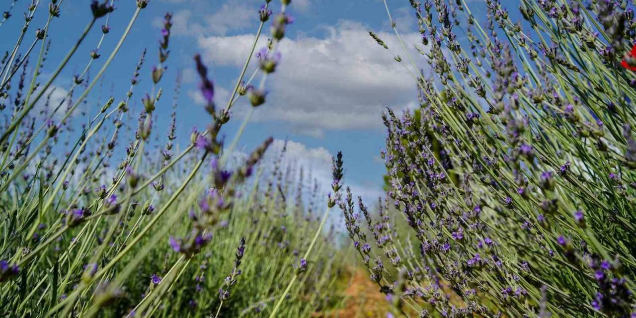 Tarsus’ta Lavanta Yetiştiriciliği Projesi