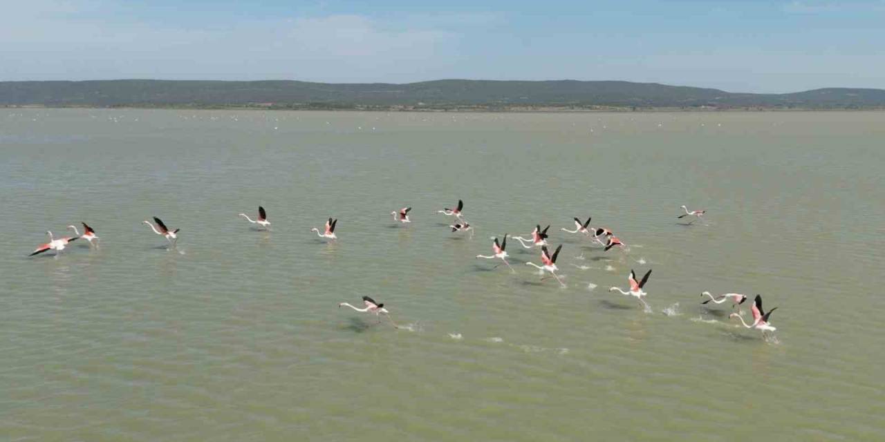 Çanakkale’de Tarihi Alan’daki Suvla Gölü’nün Misafiri Flamingolar Geldi