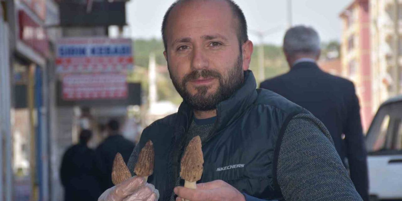 Ağaçların Altından Toplanıyor, Kilosu 250 Liradan Satılıyor