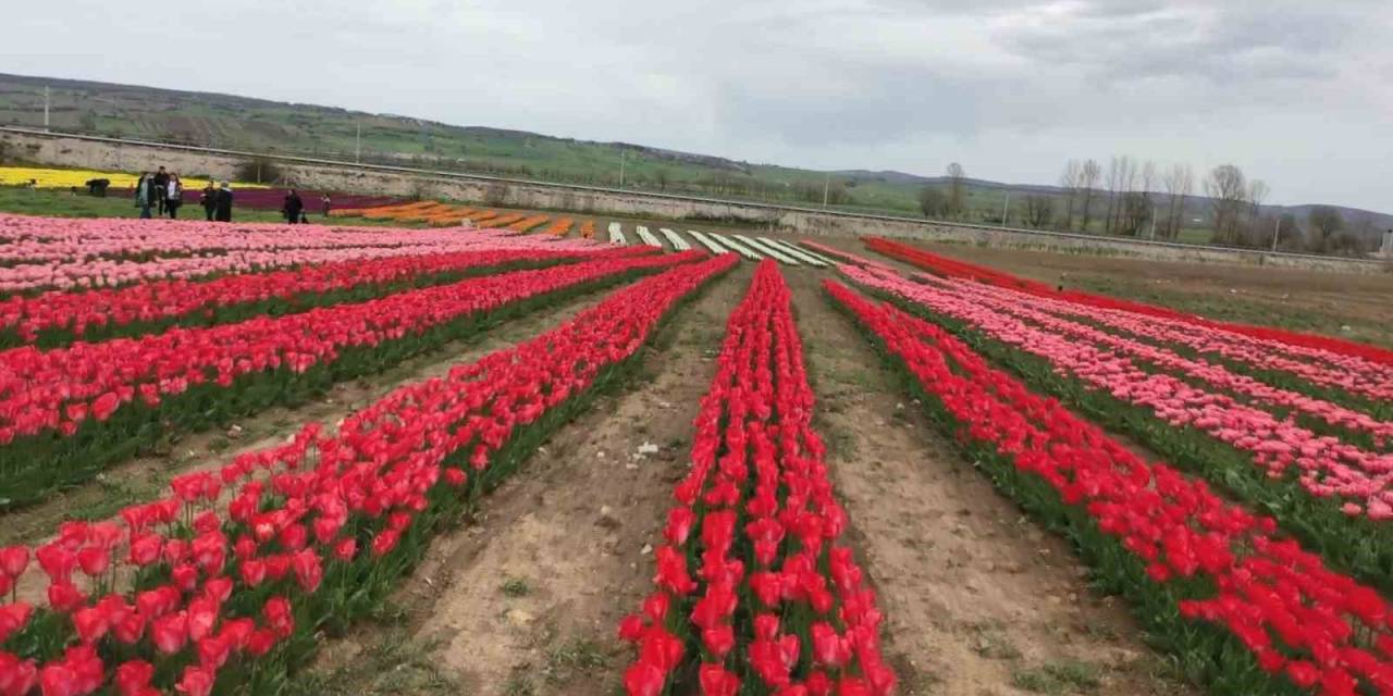 Samsun’un Kartpostallık Lale Bahçeleri Gelir Kapısı Olacak