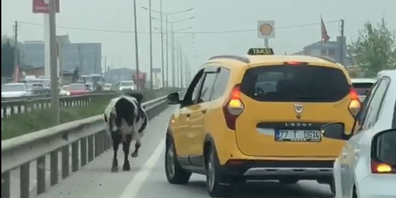 Yalova - Bursa Kara Yoluna Çıkan İnek Trafiği Aksattı