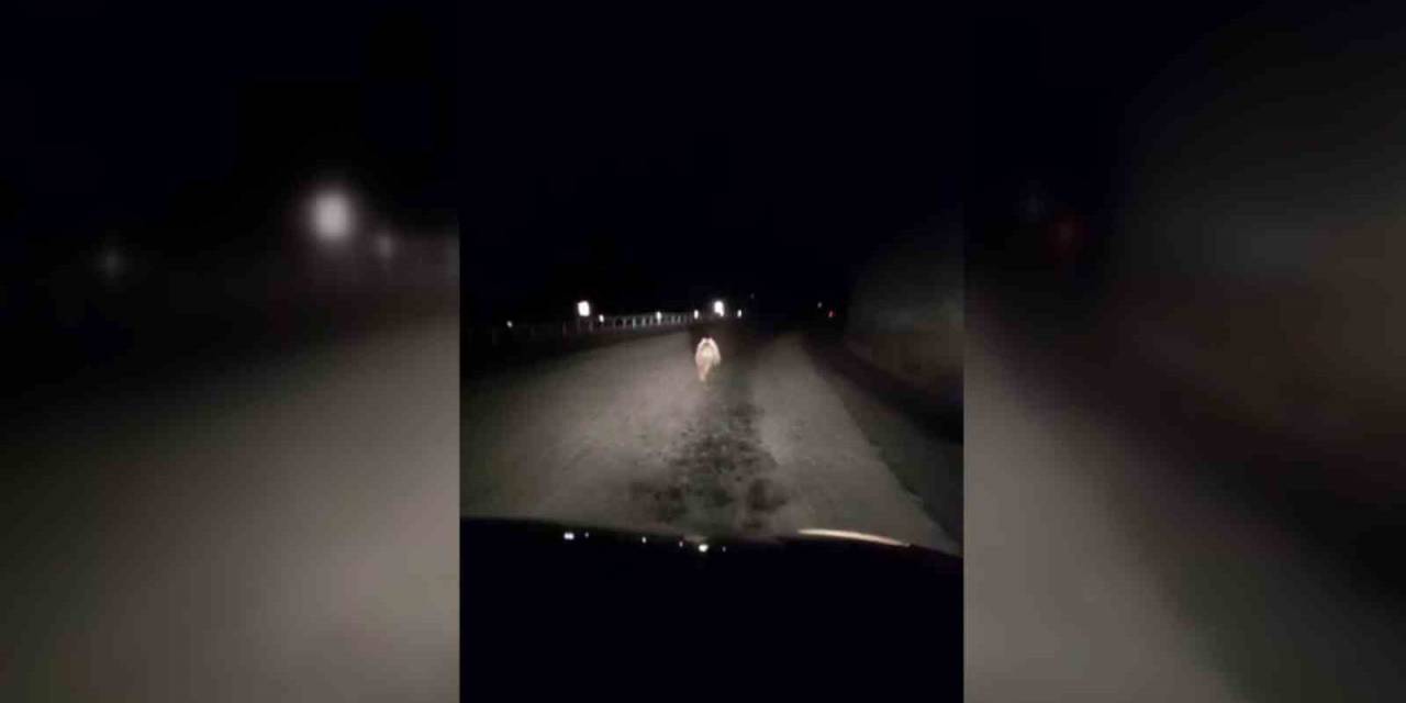 Yavru Ayı Kara Yolunda Otomobilin Işığıyla Son Sürat Koştu