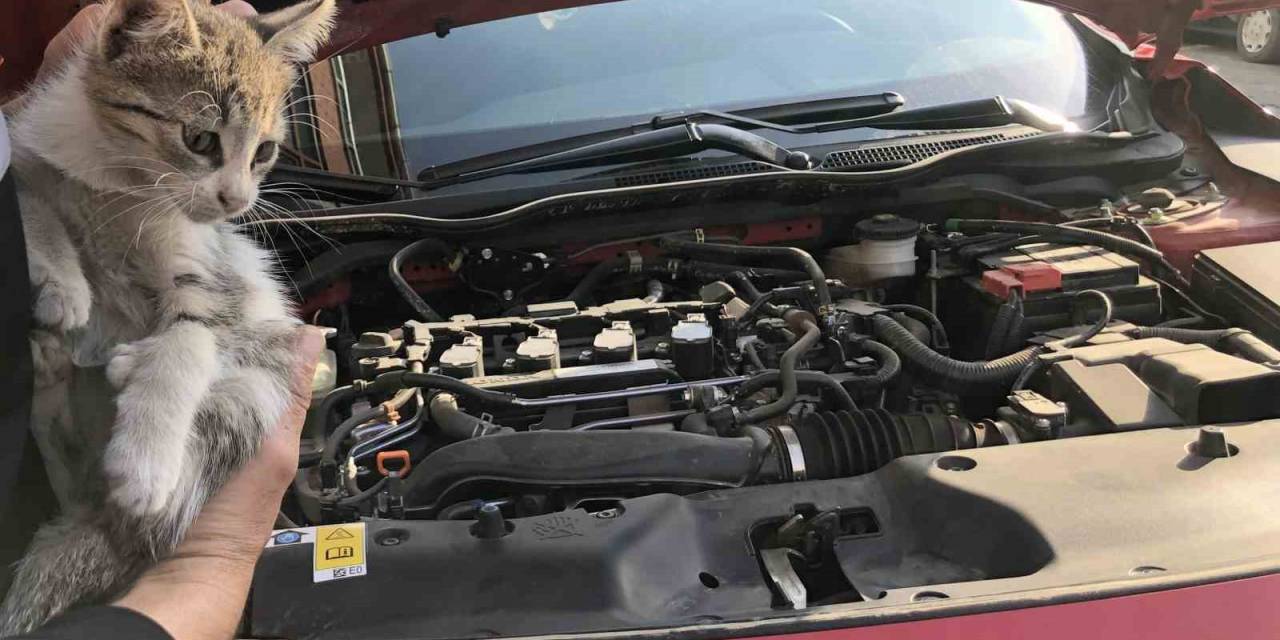 Otomobilin Motor Kısmına Giren Yavru Kedi Kurtarıldı
