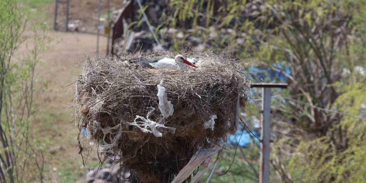 Erzincan’da Yuvalarına Yerleşen Leylekler Havadan Görüntülendi
