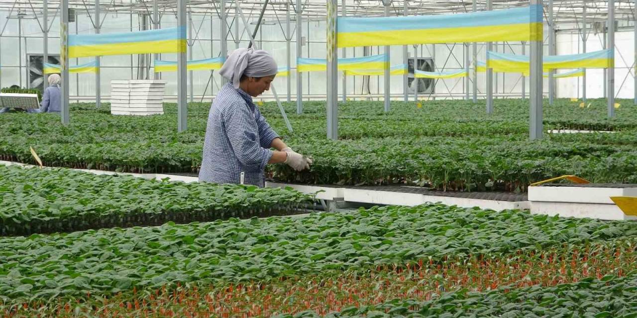 Türkiye’nin Yazlık Ve Kışlık Sebze Fideleri Bafra Ovası’ndan