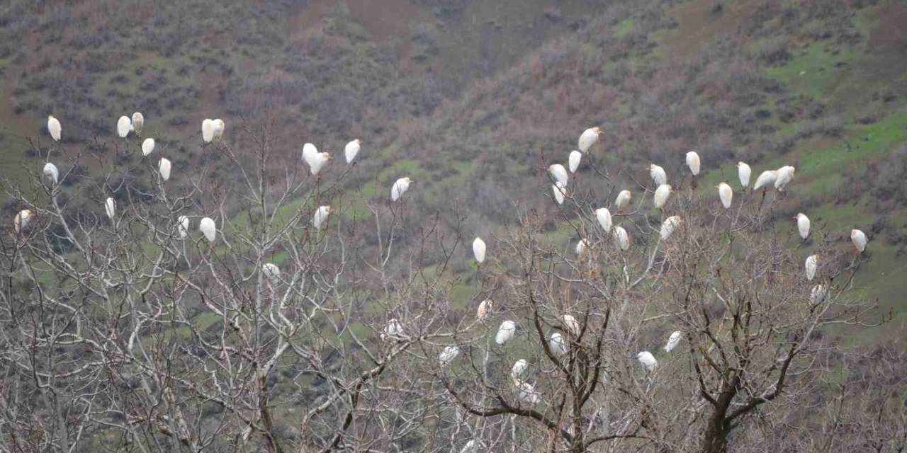 Baharın Habercisi Leylekler Şırnak Yaylalarına Ulaştı