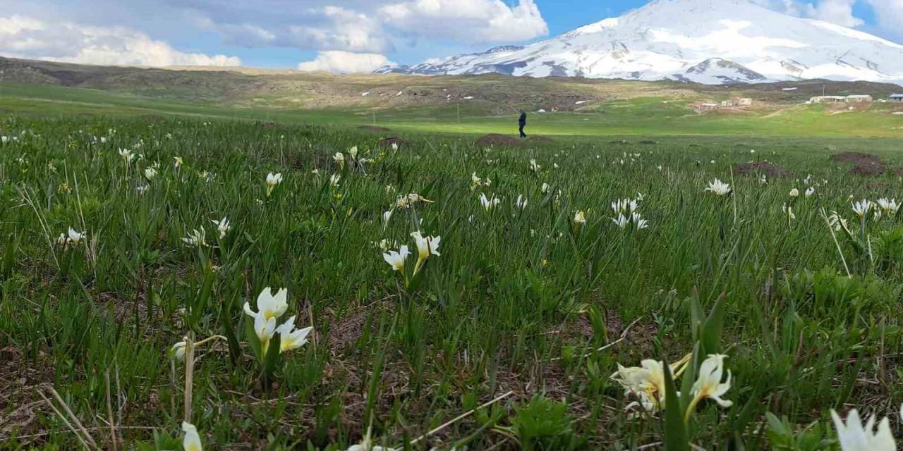 Süphan Dağı Etekleri Kardelenlerle Süslendi