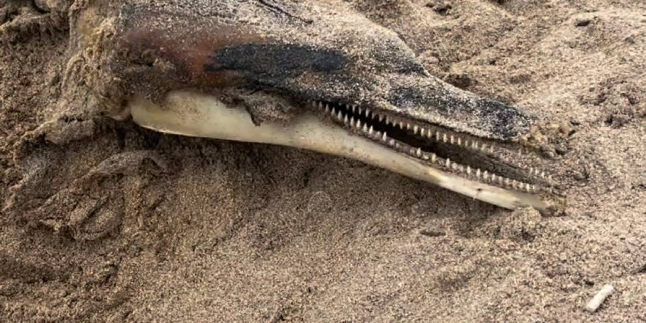 Ağva Sahilinde Kuma Gömülü Yunus Balığı Cesedi Bulundu