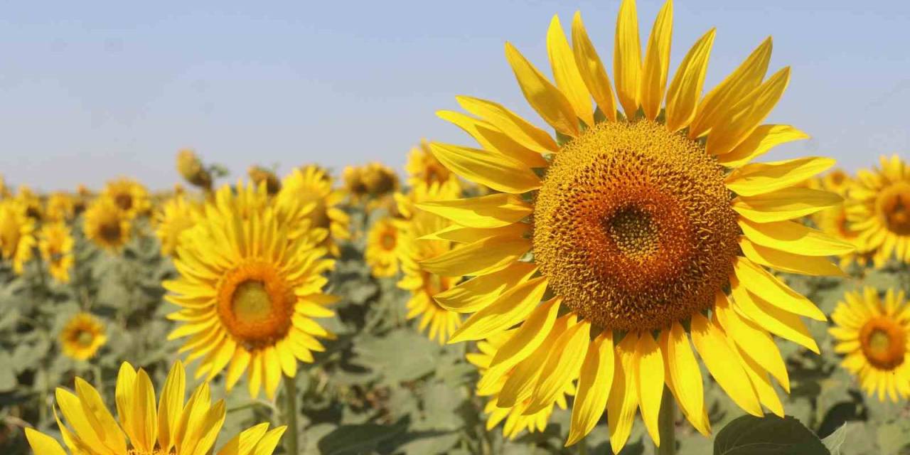 Trakya’da Yerli Ayçiçeği Tohumu Yaygınlaştırma Çalışmaları Yapılacak
