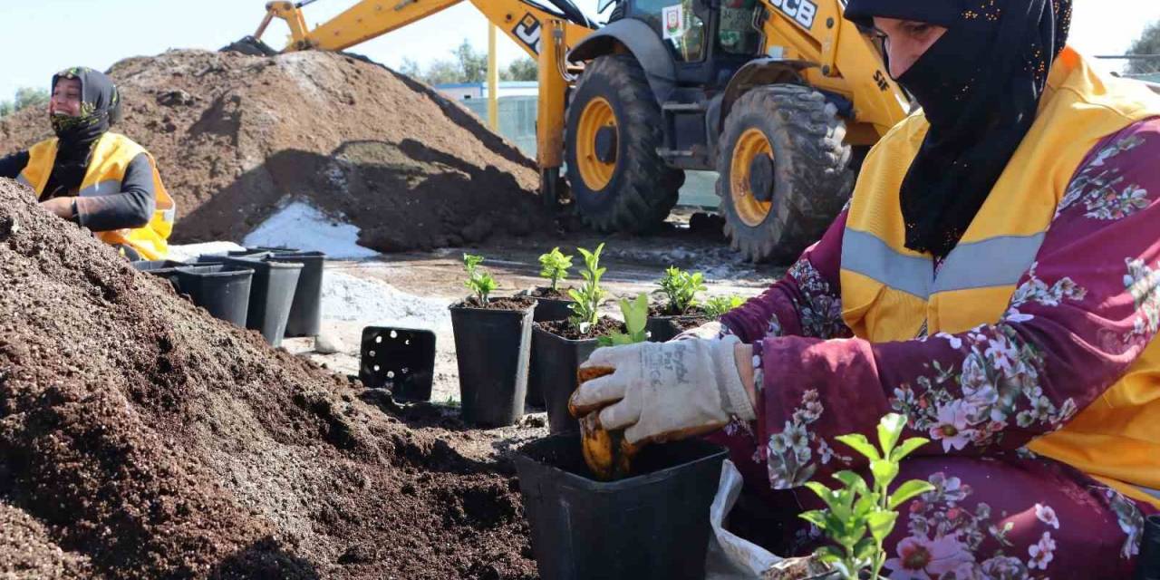 Şanlıurfa’da 5 Milyondan Fazla Çiçek Üretiliyor