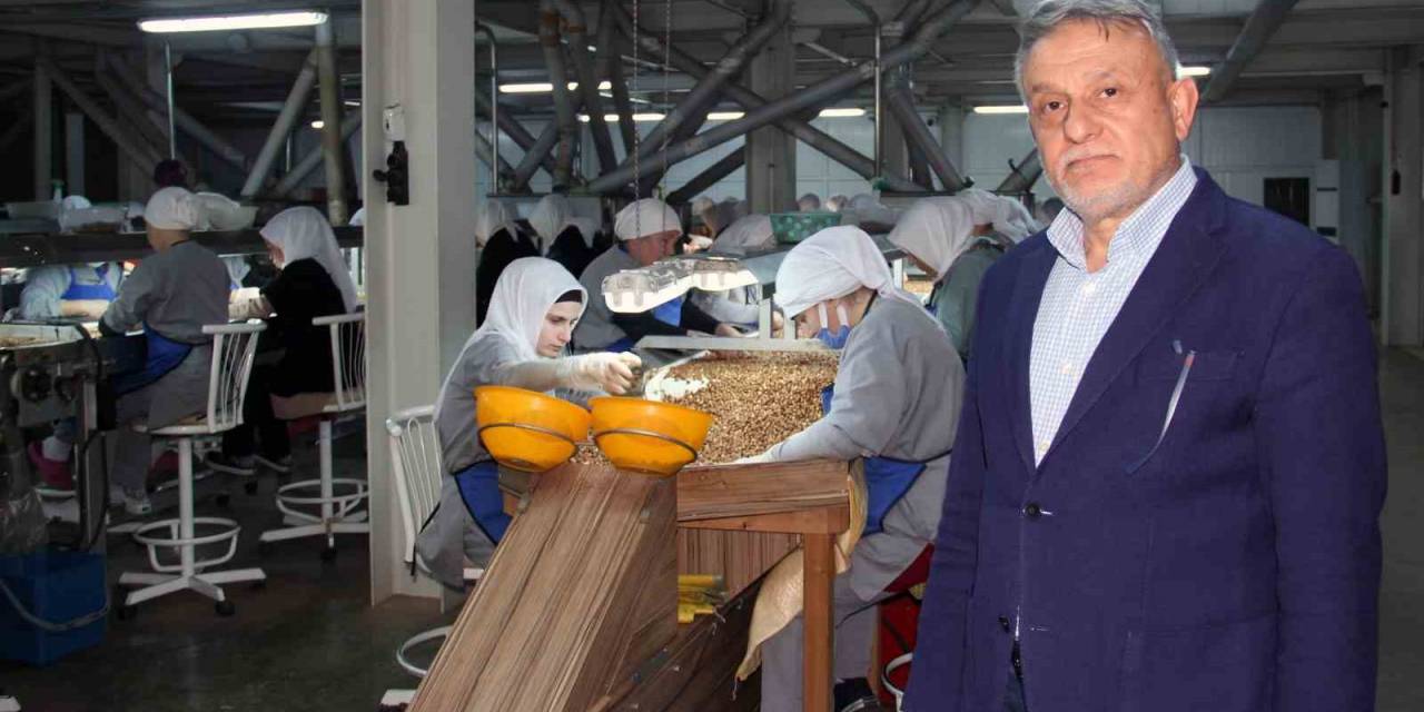 Fındık Sezonunda Yüksek Rekolte Bekleniyor