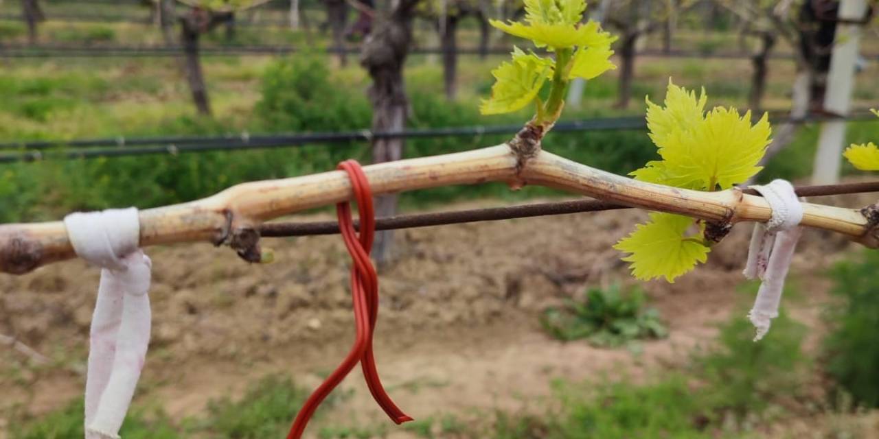 Denizli’nin Bağlarında Salkım Güvesiyle Mücadele Sürüyor