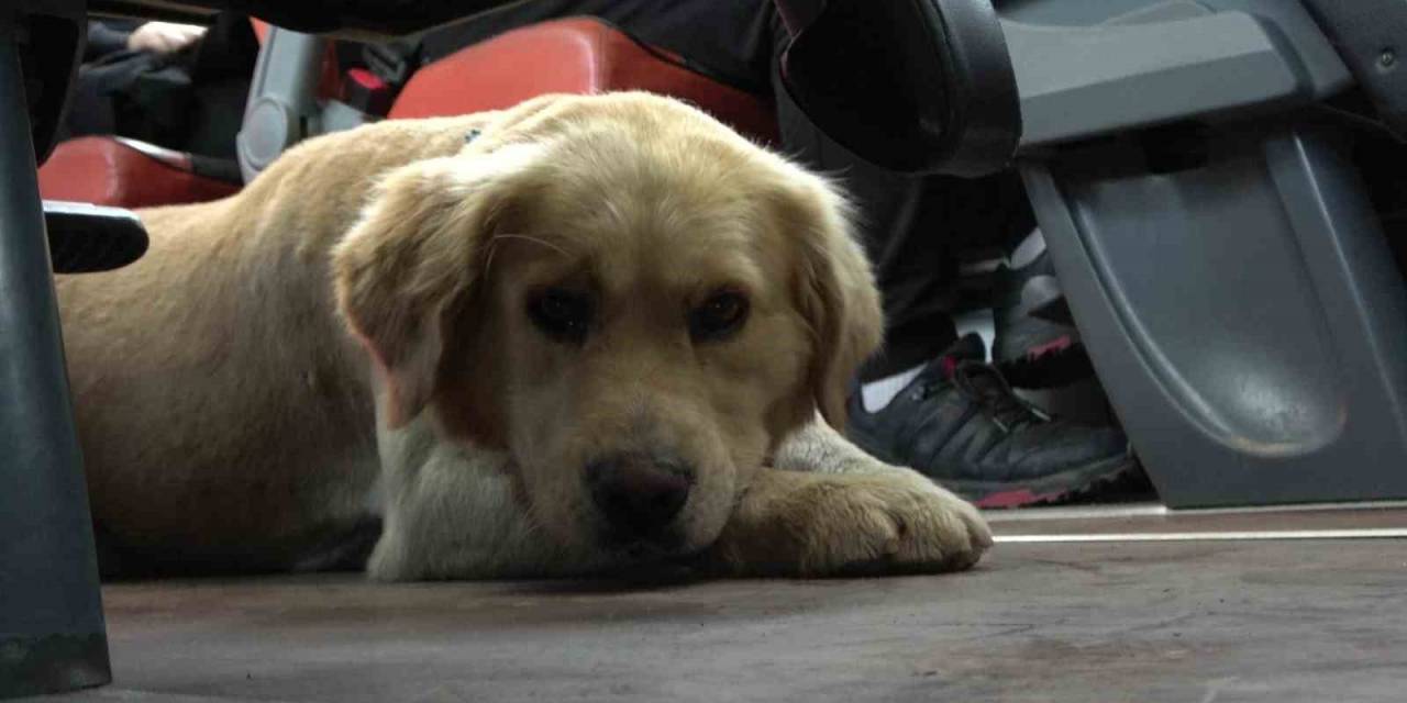 Otobüsteki İnatçı Köpek Polisin Uyarısıyla İndi