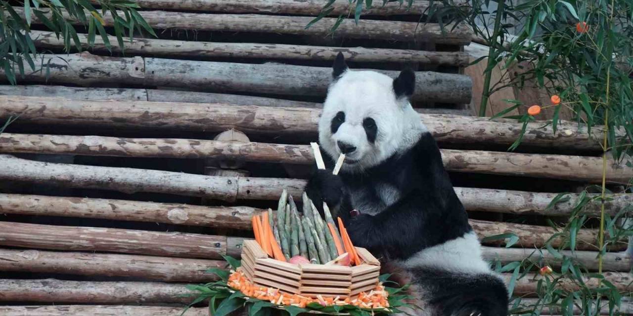 Tayland’da Dev Panda Lin Hui 21 Yaşında Hayatını Kaybetti