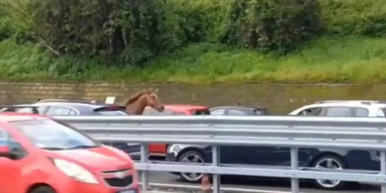 Hipodromdan Kaçan At Trafiği Altüst Etti