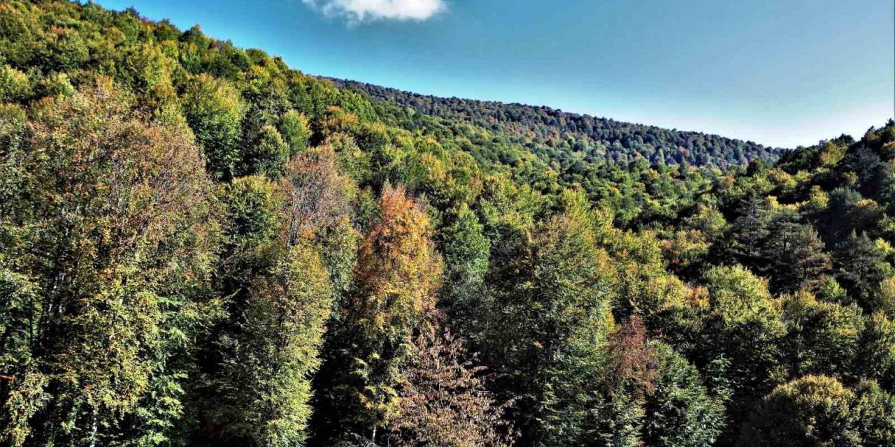 Kütahya En Fazla Ormanlık Alana Sahip Beşinci İl