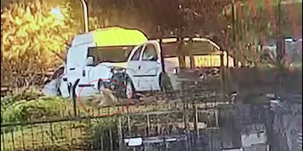 Üsküdar’da Köpeği Silahla Vurarak Yaraladılar