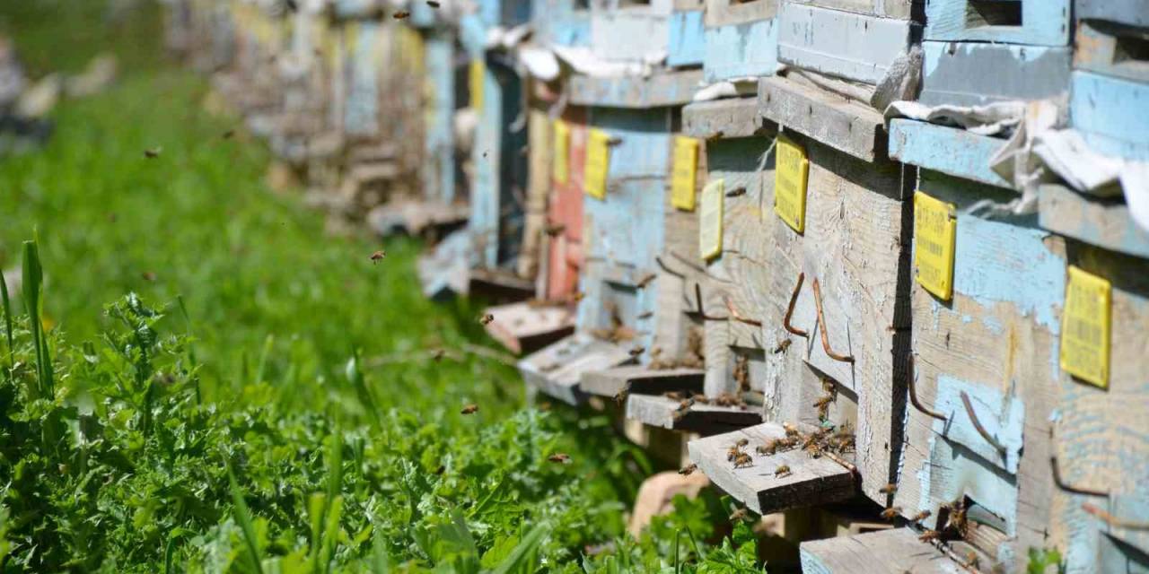 Huzur Ortamının Sağlandığı Şırnak’ta Arıcılar Yılda 800 Ton Bal Üretiyor