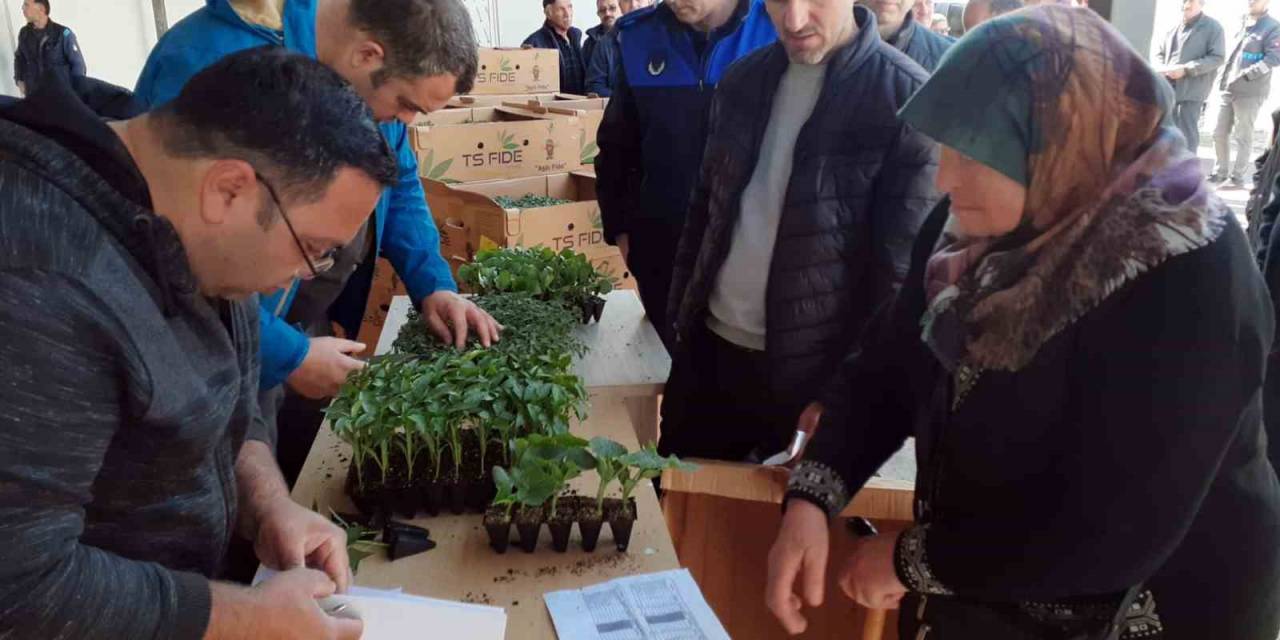 Sinop’ta 530 Seracıya 61 Bin Sebze Fidesi Dağıtıldı