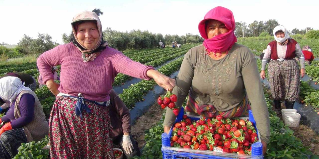 Türkiye’nin Çilek Deposundan İhracat Başladı