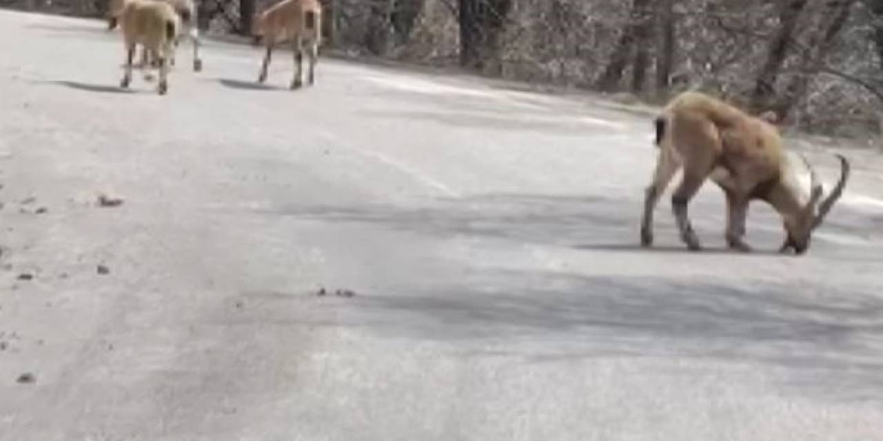 Kara Yoluna Dökülen Tuz, Hem İnsan Hem De Yaban Hayatını Tehlikeye Atıyor