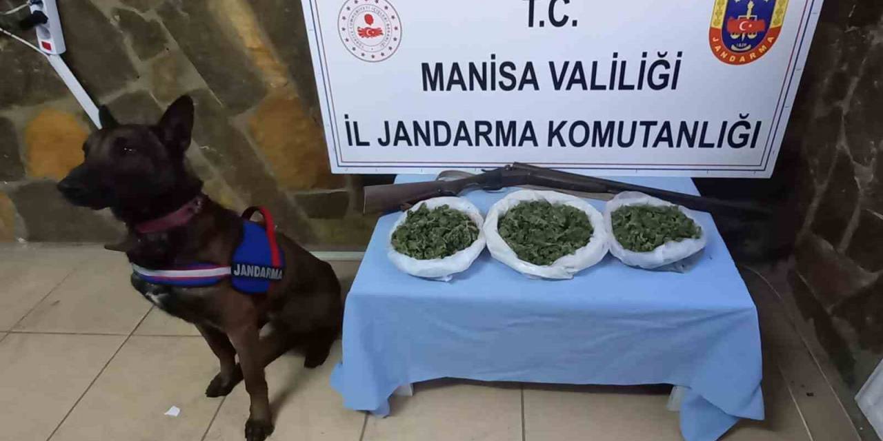 Salihli Ve Kula’da Uyuşturucu Operasyonu