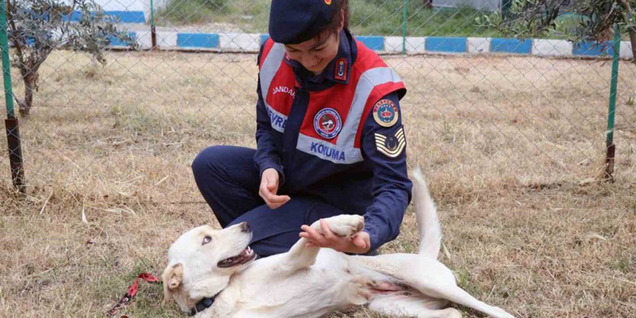 ’cesi’ Depremden 73 Gün Sonra Sahibine Teslim Edildi