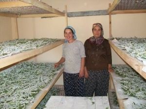 Evlerinde Böcek Yetiştirerek 5 Bin Lira Kazandılar