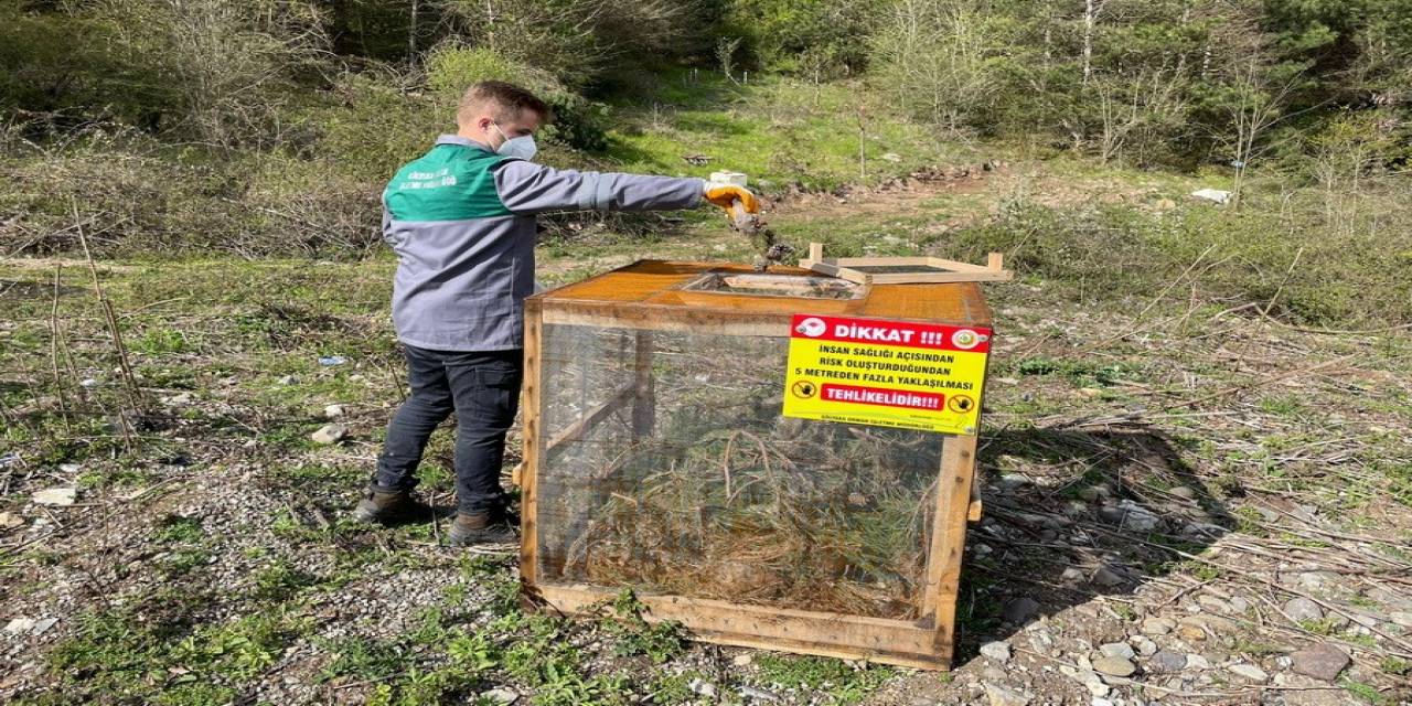 Çam Kese Böceği İle Mücadele