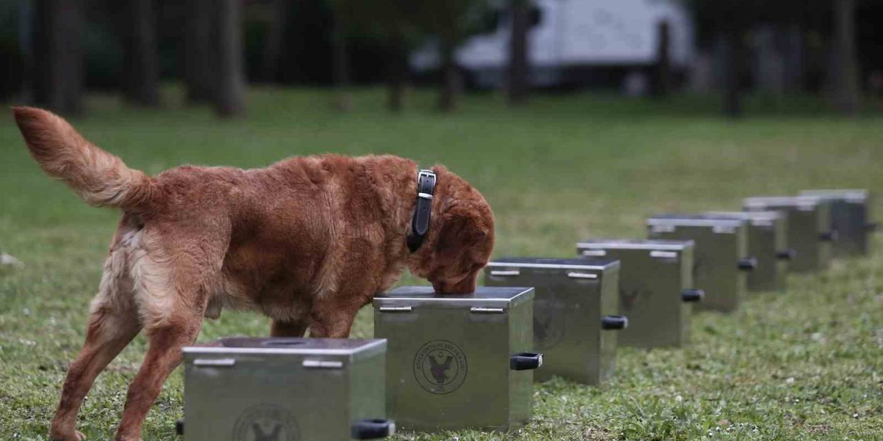 Bomba Uzmanı Köpeklerin Nefes Kesen Eğitimi